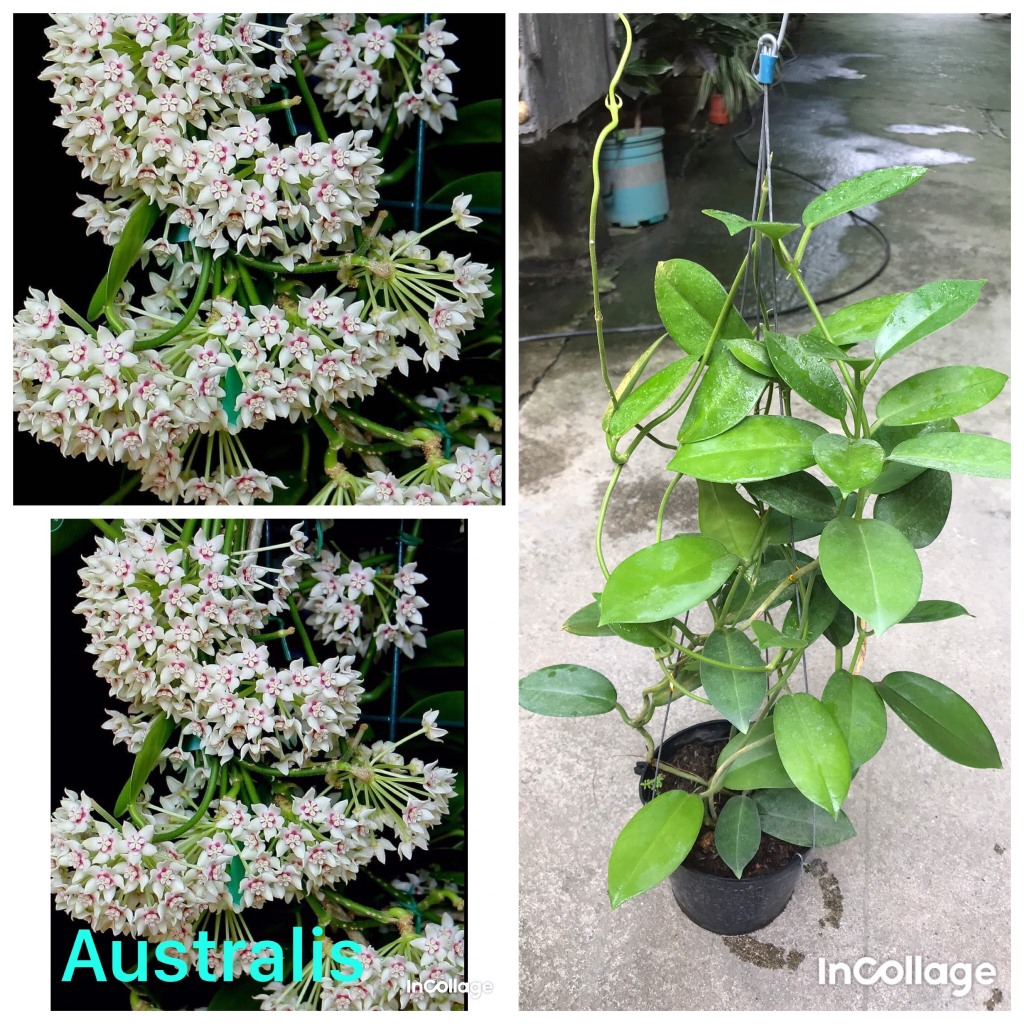 lan cẩm cù Australis size to, gửi từ hà nội