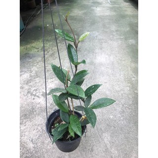 giò hoa lan cẩm cù trắng giò to