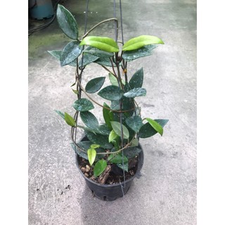 giò hoa lan cẩm cù trắng giò to