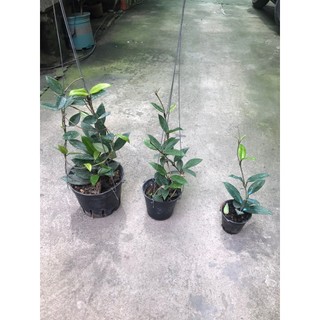 giò hoa lan cẩm cù trắng giò to