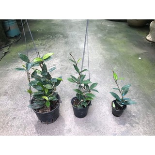 giò hoa lan cẩm cù trắng giò to