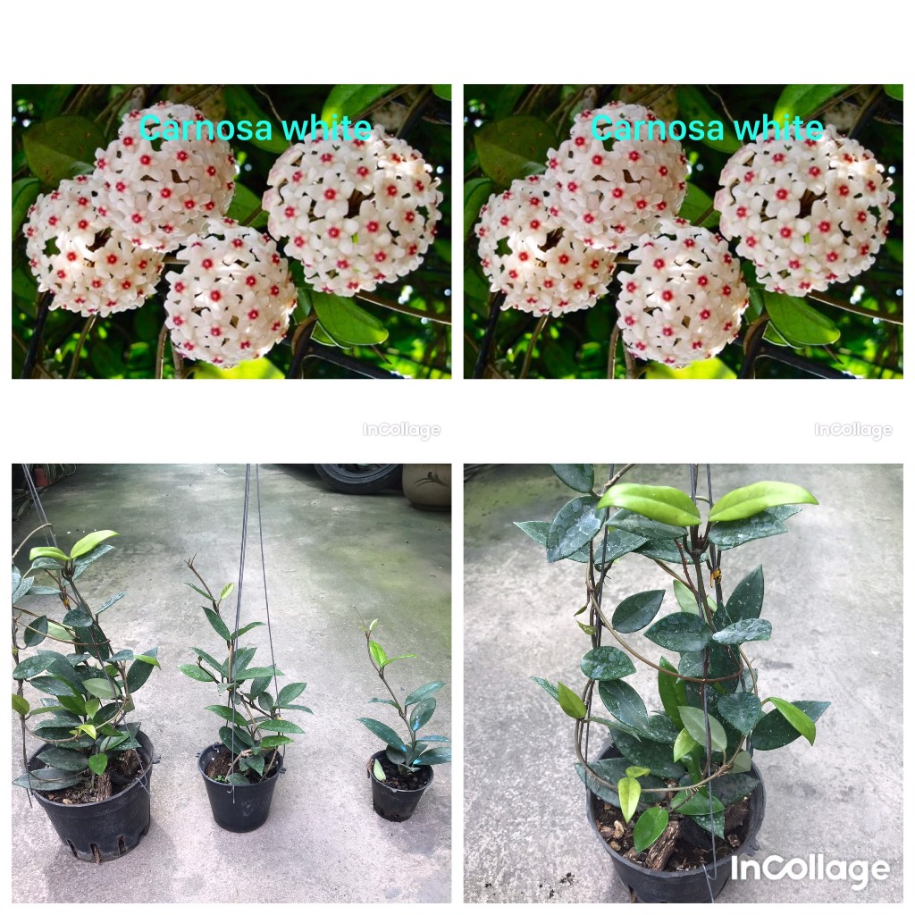 giò hoa lan cẩm cù trắng giò to