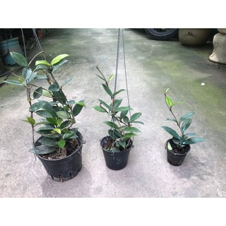 giò hoa lan cẩm cù trắng giò to