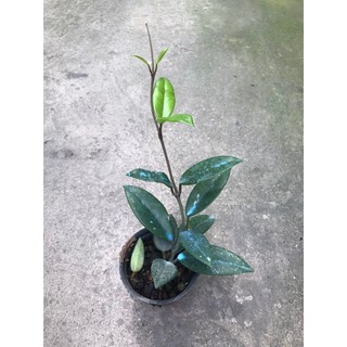 giò hoa lan cẩm cù trắng giò to