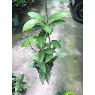 hoa lan cẩm cù đỏ size to