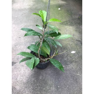 hoa lan cẩm cù đỏ size to