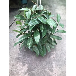 hoa lan cẩm cù đỏ size to