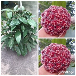 hoa lan cẩm cù đỏ size to