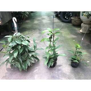 hoa lan cẩm cù đỏ size to