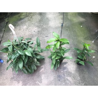hoa lan cẩm cù đỏ size to