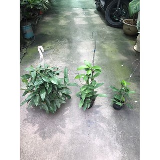 hoa lan cẩm cù đỏ size to