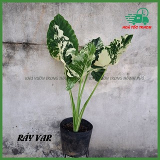 Cây ráy var , ALOCASIA ODORA OKINAWA VARIEGATED cao 1m-1m1