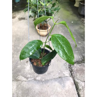giò hoa lan cẩm cù Haconensis hoa vàng