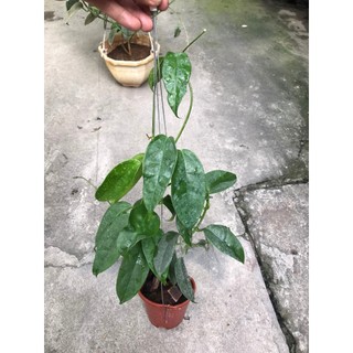 giò hoa lan cẩm cù Haconensis hoa vàng