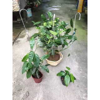 giò hoa lan cẩm cù Haconensis hoa vàng