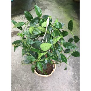 giò hoa lan cẩm cù Haconensis hoa vàng