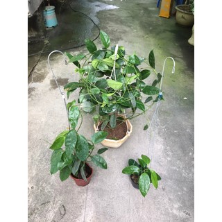 giò hoa lan cẩm cù Haconensis hoa vàng