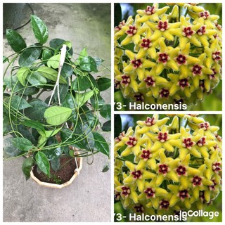 giò hoa lan cẩm cù Haconensis hoa vàng