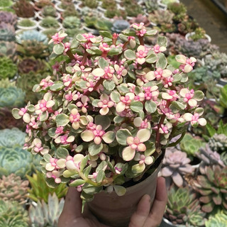 Sen đá đôla hồng size chậu 10cm cây cảnh trang trí Hư 1 đổi 1