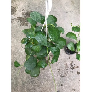 giò hoa lan cẩm cù lá tim size to