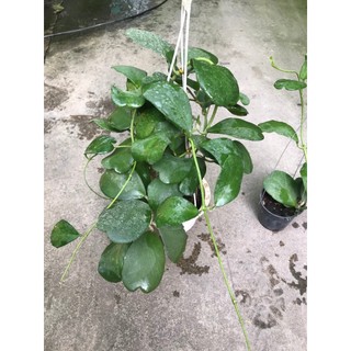 giò hoa lan cẩm cù lá tim size to