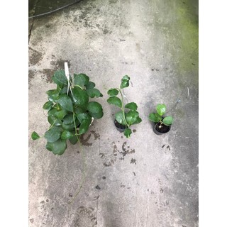 giò hoa lan cẩm cù lá tim size to