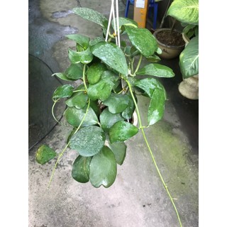 giò hoa lan cẩm cù lá tim size to