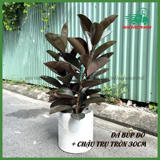 Cây đa búp đỏ 1 nhánh cao 60-70cm