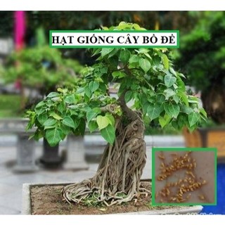 Hạt giống cây bồ đề ấn độ ( 1gram) - STHG