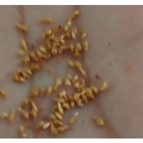 Hạt giống cây bồ đề ấn độ ( 1gram) - STHG