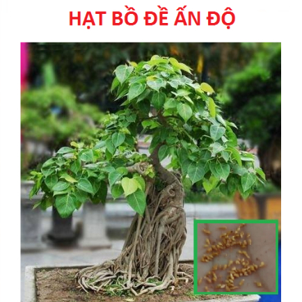 Hạt giống cây bồ đề ấn độ ( 1gram) - STHG