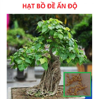 Hạt giống cây bồ đề ấn độ ( 1gram) - HGT