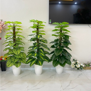 TẶNG CHẬU_Trầu Bà 1,6m 63 Lá Thân Bọc Lá Dừa Khô Giống Thật 100%, Phù Hợp Trang Trí Không Gian Nhà Cửa, Spa...