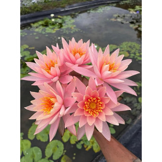 Hoa Màu Vàng Cá Hồi( Cam Cà Rốt)