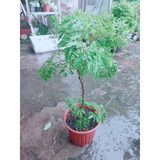 Cây Đinh Lăng 40cm