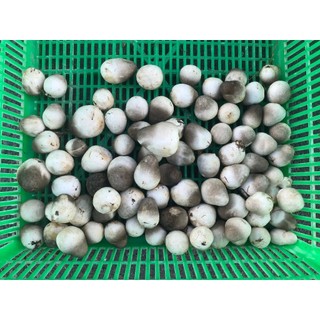 Combo 5 Meo Nấm Rơm Thần Nông (550g/meo)