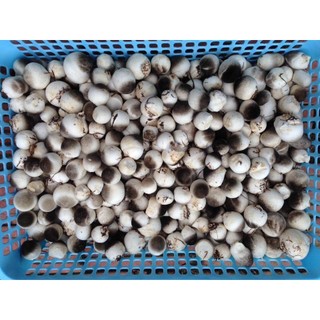 Combo 5 Meo Nấm Rơm Thần Nông (550g/meo)