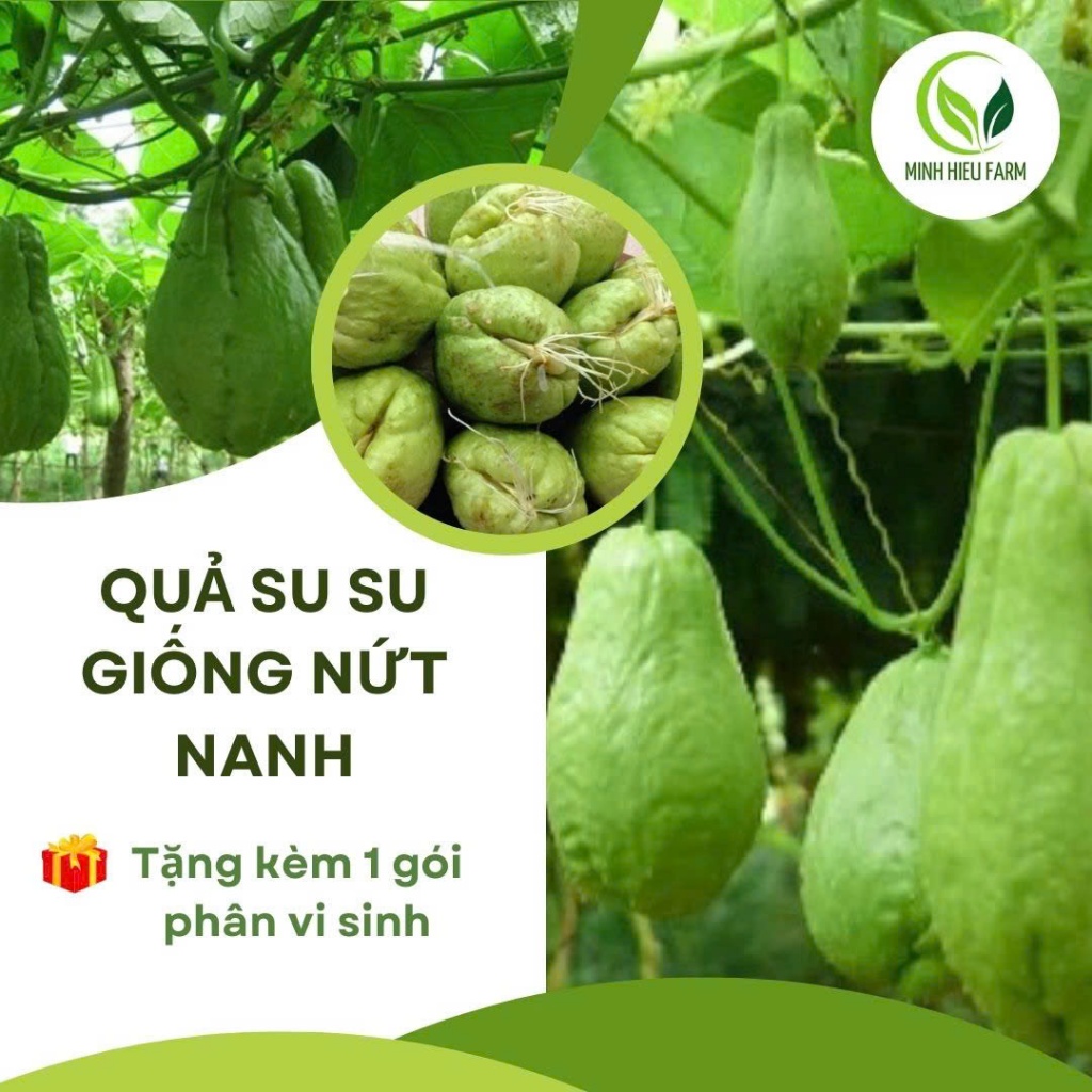 Quả su su giống đã nứt nanh ( cam kết củ già đã có rễ)