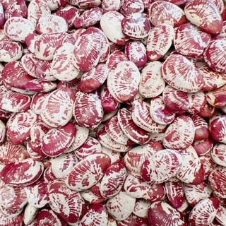 ĐẬU NGỰ GIỐNG THUẦN SHOP MẸ RÔ