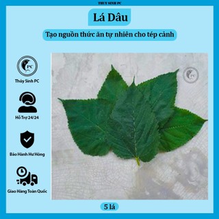 Lá dâu tằm tươi thức ăn cho tép cảnh [5 lá]