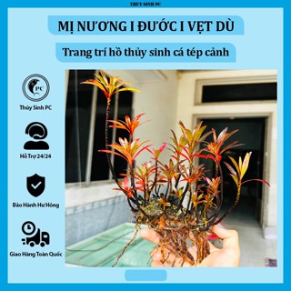  Mị Nương I Đước I Vẹt Dù trang trí tiểu cảnh hồ thủy sinh 