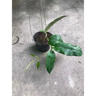 giò lan cẩm cù Kaimuki pink sắp cho hoa
