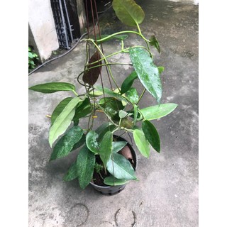 giò lan cẩm cù Kaimuki pink sắp cho hoa