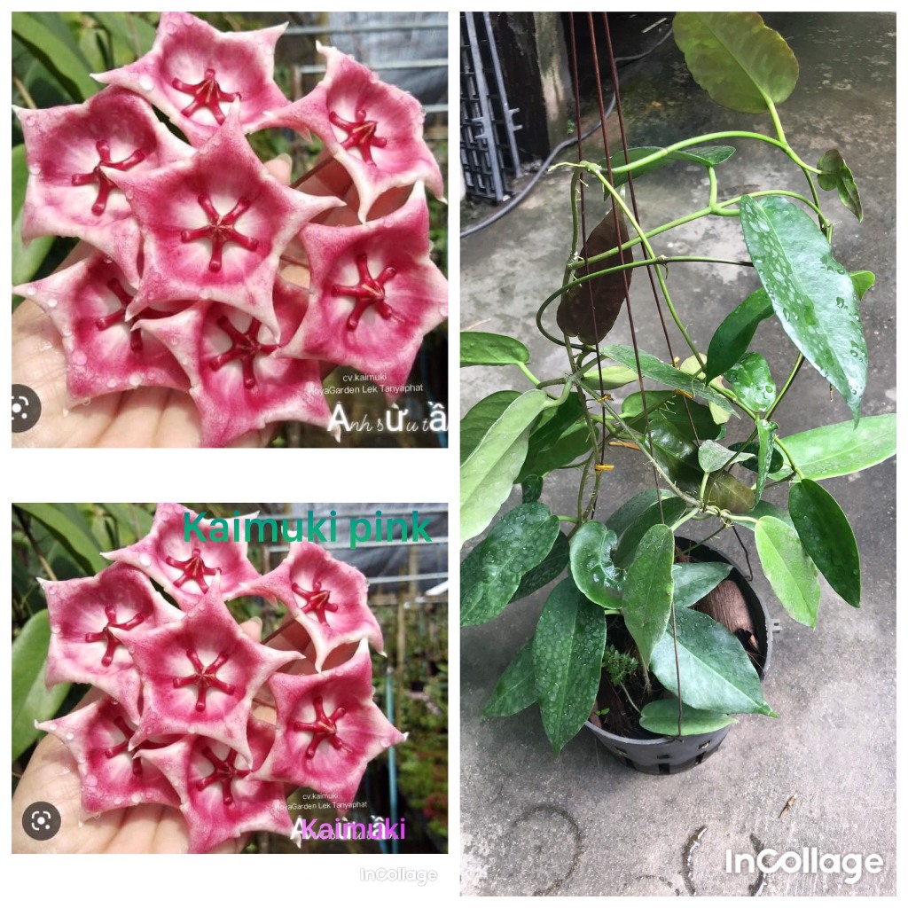 giò lan cẩm cù Kaimuki pink sắp cho hoa