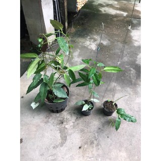 giò lan cẩm cù Kaimuki pink sắp cho hoa