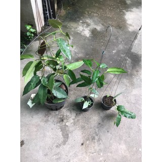 giò lan cẩm cù Kaimuki pink sắp cho hoa