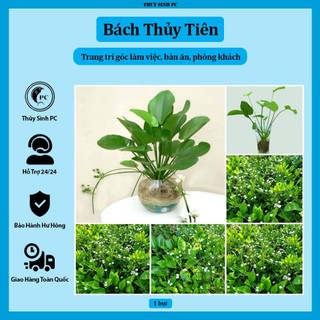 Bách thủy tiên trang trí bàn làm việc, văn phòng, phòng khách
