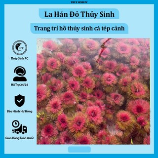 Cây thủy sinh la hán đỏ trang trí hồ cá cảnh