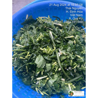 Cây Rau Dớn (Rau Rớn)