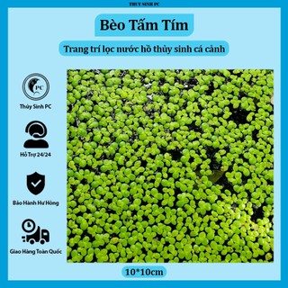 Bèo Tấm Tím trang trí và lọc nước bể thủy sinh cá cảnh